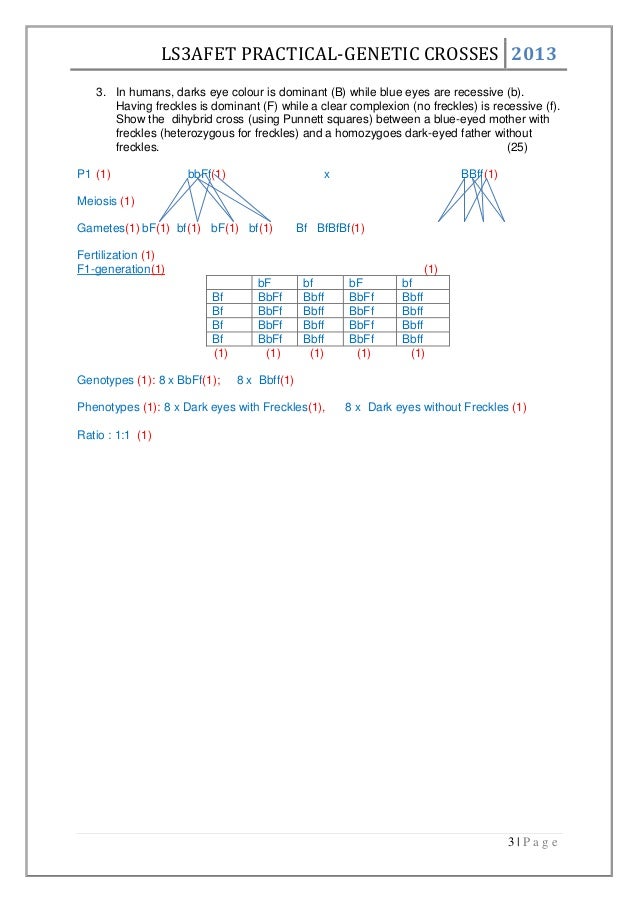 Printables Genetic Crosses Worksheet genetic crosses worksheet 3 ls3afet practical crosses