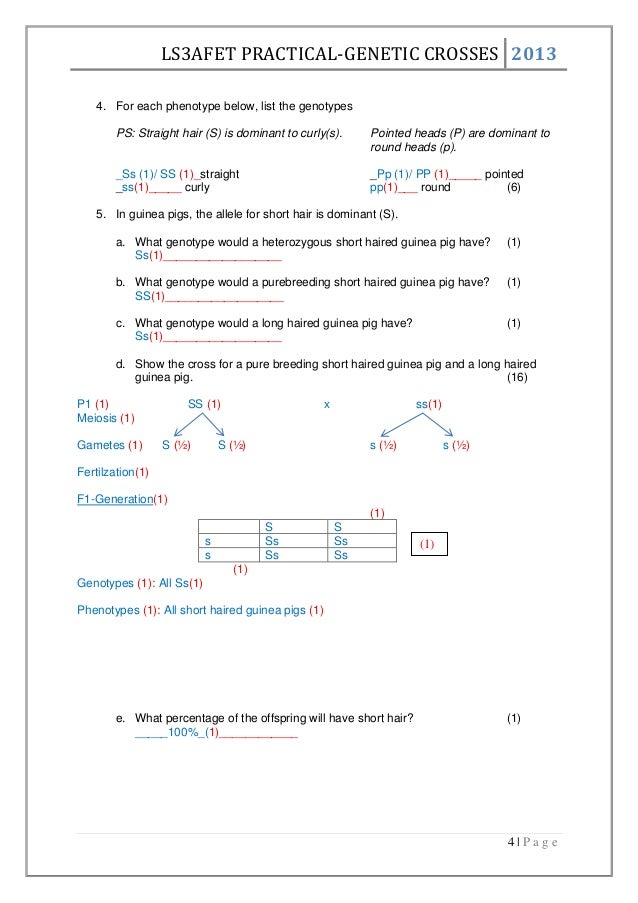 worksheet-mendel-and-genetic-crosses-fill-and-sign-printable-template-online-us-legal-forms