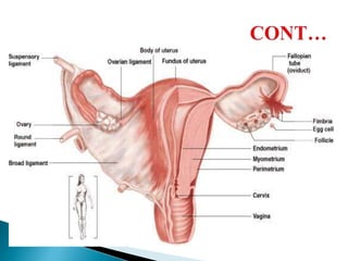 Genetic development and anatomy of female reproductive organs