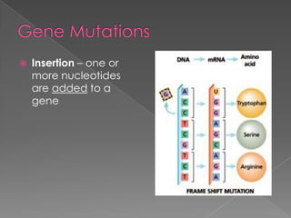    Insertion – one or
    more nucleotides
    are added to a
    gene
 