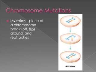    Inversion – piece of
    a chromosome
    breaks off, flips
    around, and
    reattaches
 