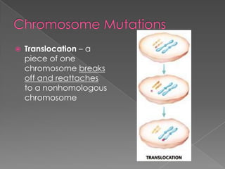    Translocation – a
    piece of one
    chromosome breaks
    off and reattaches
    to a nonhomologous
    chromosome
 