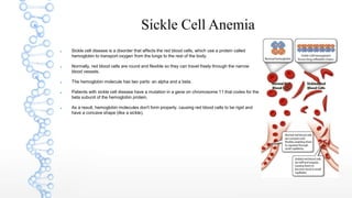 Sickle Cell Anemia
 Sickle cell disease is a disorder that affects the red blood cells, which use a protein called
hemoglobin to transport oxygen from the lungs to the rest of the body.
 Normally, red blood cells are round and flexible so they can travel freely through the narrow
blood vessels.
 The hemoglobin molecule has two parts: an alpha and a beta.
 Patients with sickle cell disease have a mutation in a gene on chromosome 11 that codes for the
beta subunit of the hemoglobin protein.
 As a result, hemoglobin molecules don't form properly, causing red blood cells to be rigid and
have a concave shape (like a sickle).
 