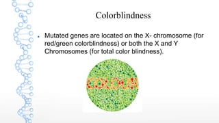Colorblindness
 Mutated genes are located on the X- chromosome (for
red/green colorblindness) or both the X and Y
Chromosomes (for total color blindness).
 