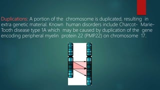 Duplications: A portion of the chromosome is duplicated, resulting in
extra genetic material. Known human disorders include Charcot- Marie-
Tooth disease type 1A which may be caused by duplication of the gene
encoding peripheral myelin protein 22 (PMP22) on chromosome 17.
 