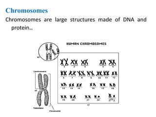 Genetic disorder power point lecture by Hamid Khan | PDF