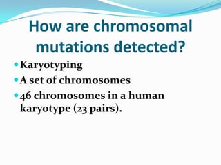 How are chromosomal
mutations detected?
Karyotyping
A set of chromosomes
46 chromosomes in a human
karyotype (23 pairs).
 