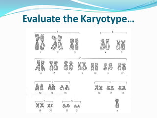 Evaluate the Karyotype…
 