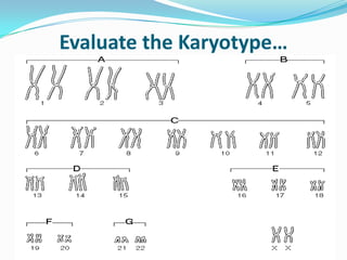Evaluate the Karyotype…
 