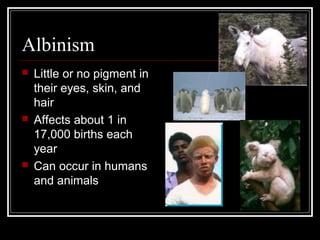 Albinism






Little or no pigment in
their eyes, skin, and
hair
Affects about 1 in
17,000 births each
year
Can occur in humans
and animals

 