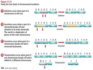 Genetic Dislocation Genetic disorders | PPTX