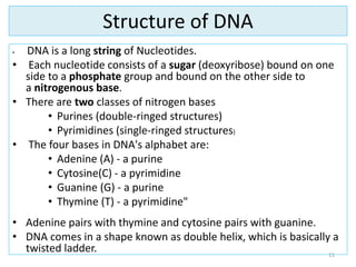 Structure of DNA
• DNA is a long string of Nucleotides.
• Each nucleotide consists of a sugar (deoxyribose) bound on one
side to a phosphate group and bound on the other side to
a nitrogenous base.
• There are two classes of nitrogen bases
• Purines (double-ringed structures)
• Pyrimidines (single-ringed structures)
• The four bases in DNA's alphabet are:
• Adenine (A) - a purine
• Cytosine(C) - a pyrimidine
• Guanine (G) - a purine
• Thymine (T) - a pyrimidine"
• Adenine pairs with thymine and cytosine pairs with guanine.
• DNA comes in a shape known as double helix, which is basically a
twisted ladder. 11
 