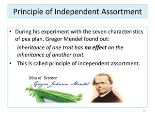 Principle of Independent Assortment
• During his experiment with the seven characteristics
of pea plan, Gregor Mendel found out:
Inheritance of one trait has no effect on the
inheritance of another trait.
• This is called principle of independent assortment.
15
 
