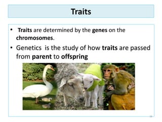 Traits
• Traits are determined by the genes on the
chromosomes.
• Genetics is the study of how traits are passed
from parent to offspring
16
 