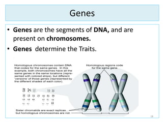 Genes
• Genes are the segments of DNA, and are
present on chromosomes.
• Genes determine the Traits.
18
 