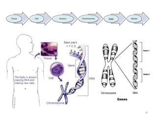 19
Tissue Cell Nucleus Chromosomes DNA Genes
 