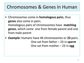 Chromosomes & Genes in Human
• Chromosomes come in homologous pairs, thus
genes also come in pairs.
Homologous pairs of chromosomes have matching
genes, which come one from female parent and one
from male parent
• Example: Humans have 46 chromosomes or 23 pairs.
One set from father – 23 in sperm
One set from mother – 23 in egg
20
 