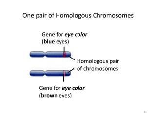 One pair of Homologous Chromosomes
21
Homologous pair
of chromosomes
Gene for eye color
(blue eyes)
Gene for eye color
(brown eyes)
 