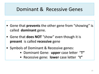 Dominant & Recessive Genes
23
• Gene that prevents the other gene from “showing” is
called dominant gene.
• Gene that does NOT “show” even though it is
present is called recessive gene
• Symbols of Dominant & Recessive genes:
• Dominant Gene: upper case letter “T”
• Recessive gene: lower case letter “t”
 