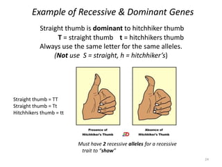Example of Recessive & Dominant Genes
24
Straight thumb is dominant to hitchhiker thumb
T = straight thumb t = hitchhikers thumb
Always use the same letter for the same alleles.
(Not use S = straight, h = hitchhiker’s)
Straight thumb = TT
Straight thumb = Tt
Hitchhikers thumb = tt
Must have 2 recessive alleles for a recessive
trait to “show”
 