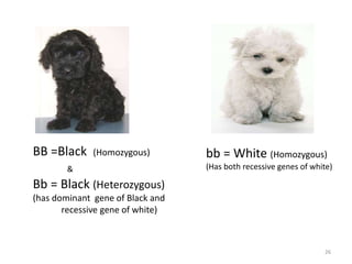 BB =Black (Homozygous)
&
Bb = Black (Heterozygous)
(has dominant gene of Black and
recessive gene of white)
bb = White (Homozygous)
(Has both recessive genes of white)
26
 