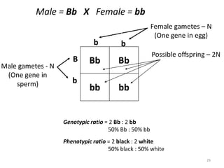Bb Bb
bb bb
Possible offspring – 2N
Male gametes - N
(One gene in
sperm)
Female gametes – N
(One gene in egg)
Male = Bb X Female = bb
Genotypic ratio = 2 Bb : 2 bb
50% Bb : 50% bb
Phenotypic ratio = 2 black : 2 white
50% black : 50% white
b
b
29
B
b
b
 
