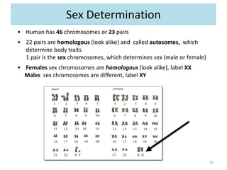 Sex Determination
30
• Human has 46 chromosomes or 23 pairs
• 22 pairs are homologous (look alike) and called autosomes, which
determine body traits
1 pair is the sex chromosomes, which determines sex (male or female)
• Females sex chromosomes are homologous (look alike), label XX
Males sex chromosomes are different, label XY
 