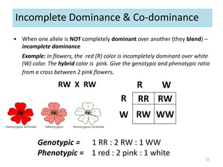• When one allele is NOT completely dominant over another (they blend) –
incomplete dominance
Example: In flowers, the red (R) color is incompletely dominant over white
(W) color. The hybrid color is pink. Give the genotypic and phenotypic ratio
from a cross between 2 pink flowers.
RW X RW
RR RW
RW WW
W
R
W
Genotypic = 1 RR : 2 RW : 1 WW
Phenotypic = 1 red : 2 pink : 1 white
R
32
Incomplete Dominance & Co-dominance
 
