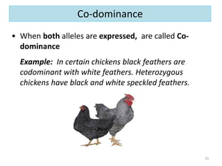 • When both alleles are expressed, are called Co-
dominance
Example: In certain chickens black feathers are
codominant with white feathers. Heterozygous
chickens have black and white speckled feathers.
33
Co-dominance
 
