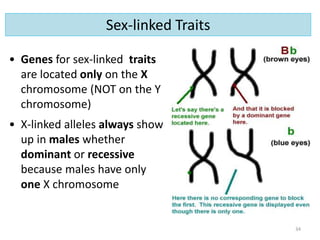 • Genes for sex-linked traits
are located only on the X
chromosome (NOT on the Y
chromosome)
• X-linked alleles always show
up in males whether
dominant or recessive
because males have only
one X chromosome
34
Sex-linked Traits
 