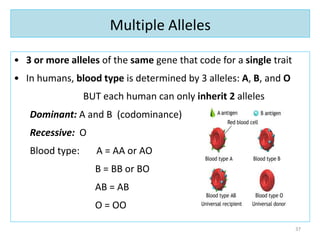 Multiple Alleles
• 3 or more alleles of the same gene that code for a single trait
• In humans, blood type is determined by 3 alleles: A, B, and O
BUT each human can only inherit 2 alleles
Dominant: A and B (codominance)
Recessive: O
Blood type: A = AA or AO
B = BB or BO
AB = AB
O = OO
37
 