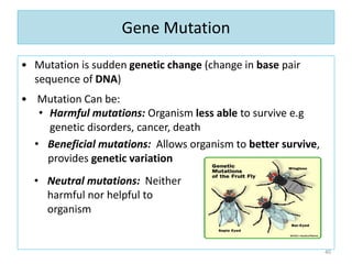 Gene Mutation
• Mutation is sudden genetic change (change in base pair
sequence of DNA)
• Mutation Can be:
• Harmful mutations: Organism less able to survive e.g
genetic disorders, cancer, death
• Beneficial mutations: Allows organism to better survive,
provides genetic variation
40
• Neutral mutations: Neither
harmful nor helpful to
organism
 