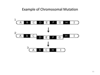Example of Chromosomal Mutation
43
 