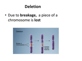 Deletion
• Due to breakage, a piece of a
chromosome is lost
 