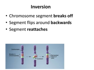 Inversion
• Chromosome segment breaks off
• Segment flips around backwards
• Segment reattaches
 