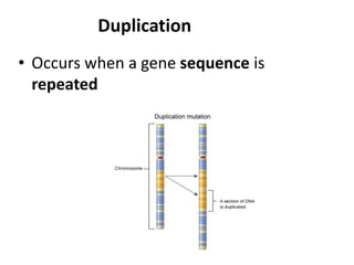 Duplication
• Occurs when a gene sequence is
repeated
 