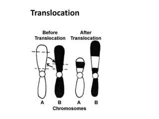 Translocation
 