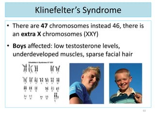Klinefelter’s Syndrome
• There are 47 chromosomes instead 46, there is
an extra X chromosomes (XXY)
• Boys affected: low testosterone levels,
underdeveloped muscles, sparse facial hair
63
 