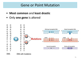 • Most common and least drastic
• Only one gene is altered
70
Gene or Point Mutation
 