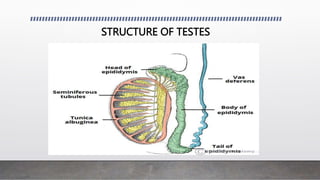 STRUCTURE OF TESTES
 