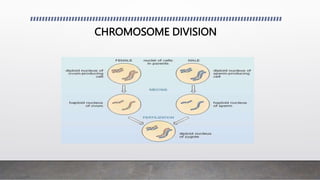 CHROMOSOME DIVISION
 