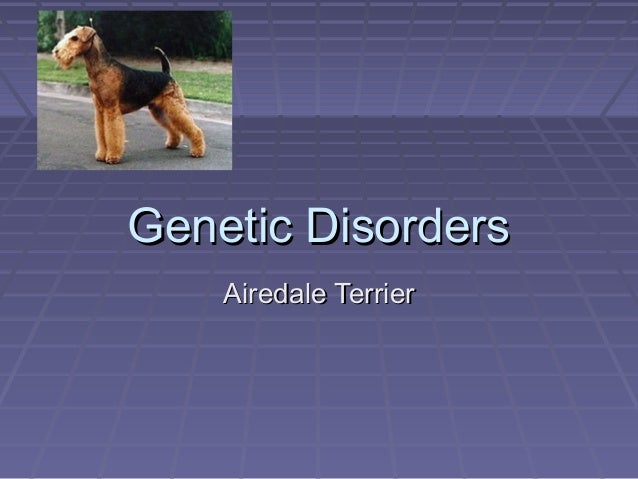 What is a miniature Airedale terrier?
