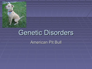 Genetic Disorders
American Pit Bull

 