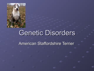 Genetic Disorders
American Staffordshire Terrier

 