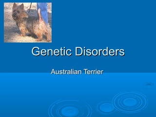 Genetic Disorders
Australian Terrier

 