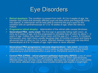 Eye Disorders





Retinal dysplasia: The condition is present from birth. At 3 to 4 weeks of age, the
breeder may notice that severely affected pups are less active and frequently bump
into objects. A veterinarian will be best able to examine the pup's eyes for this
condition with an ophthalmoscope at 12 to 16 weeks of age, when the retina is
mature.
Progressive retinal atrophy: deterioration of the retinal cells causes blindness.
Generalized PRA - early onset: The first sign is generally failing night vision, as
early as 6 weeks of age, and this progresses to complete loss of vision by about 1 - 2
years of age. Collies may retain some vision until the age of 2 - 3 years. In miniature
schnauzers, poor night vision usually develops later (6 months to a year) and there is
advanced loss of vision by 3 to 4 years. Affected Alaskan malamutes are day-blind
(hemeralopia) at 8 to 10 weeks of age; night vision is never affected.



Generalized PRA (progressive rod-cone degeneration) - late onset: Generally
night blindness is noticed between 2 and 5 years of age (depending on the breed)
progressing to total blindness within a year or so. Peripheral vision is lost first.



Central PRA (CPRA) - retinal pigment epithelial dystrophy (RPED): Loss of vision
occurs much more slowly than in generalized PRA, without initial night blindness.
Affected dogs may not lose vision completely. Because the changes are in the centre
of the retina, affected dogs initially have trouble locating still objects in bright light.

 