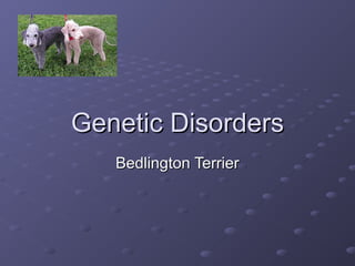 Genetic Disorders
Bedlington Terrier

 