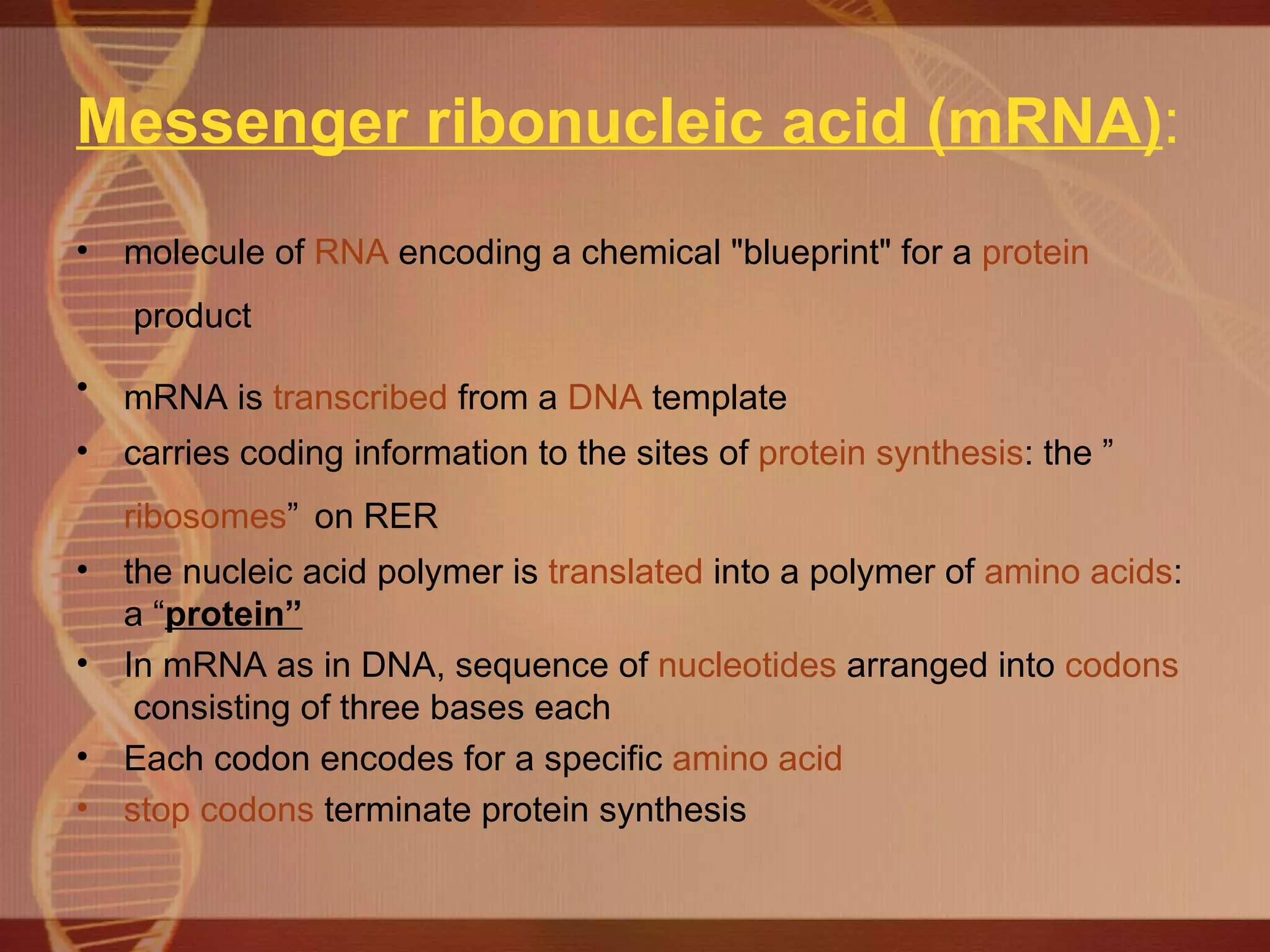 Messenger ribonucleic acid (mRNA) : molecule of  RNA  encoding a chemical "blueprint" for a  protein  product   mRNA is  transcribed  from a  DNA  template   carries coding information to the sites of  protein synthesis : the ” ribosomes ”   on RER the nucleic acid polymer is  translated  into a polymer of  amino acids : a “ protein” In mRNA as in DNA, sequence of  nucleotides  arranged into  codons  consisting of three bases each  Each codon encodes for a specific  amino acid   stop codons  terminate protein synthesis  