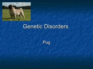 Genetic Disorders

       Pug
 
