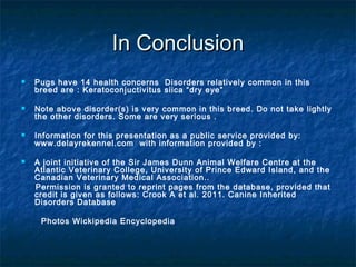In Conclusion
   Pugs have 14 health concerns Disorders relatively common in this
    breed are : Keratoconjuctivitus siica “dry eye”

   Note above disorder(s) is very common in this breed. Do not take lightly
    the other disorders. Some are very serious .

   Information for this presentation as a public service provided by:
    www.delayrekennel.com with information provided by :

   A joint initiative of the Sir James Dunn Animal Welfare Centre at the
    Atlantic Veterinary College, University of Prince Edward Island, and the
    Canadian Veterinary Medical Association..
    Permission is granted to reprint pages from the database, provided that
    credit is given as follows: Crook A et al. 2011. Canine Inherited
    Disorders Database

     Photos Wickipedia Encyclopedia
 